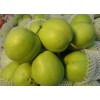 15076731803早酥梨出售