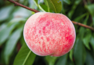 福建福安市：穆阳水蜜桃开始批量上市 ()