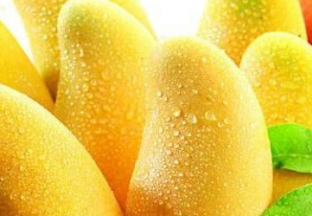 海南：芒果丰产难丰收 ()