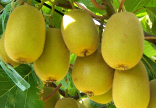 浙江苍南：瓜果丰收满枝头 ()