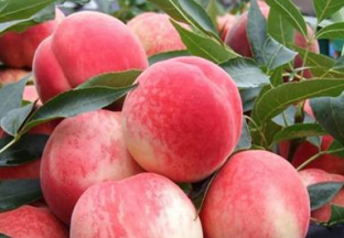 上海浦东：南汇水蜜桃即将上市 ()