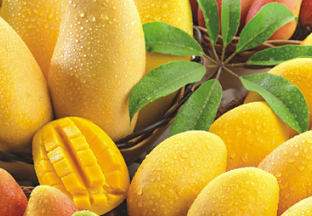 广西百色芒果专场推介会在北京举办 ()