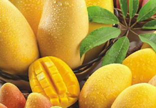 广西百色：18万亩芒果喜获丰收 ()