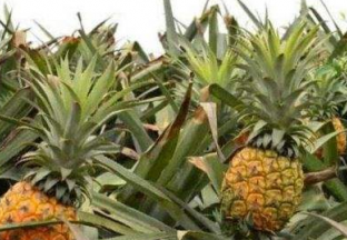 广东湛江：多举措医治菠萝滞销“痼疾” ()