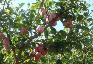 福建连城：芙蓉李成百姓致富果 ()