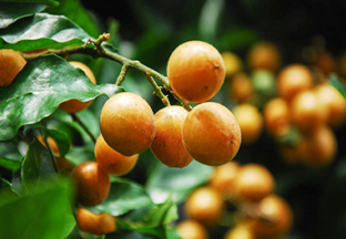 广东惠州：种植多元化 果农保增收 ()