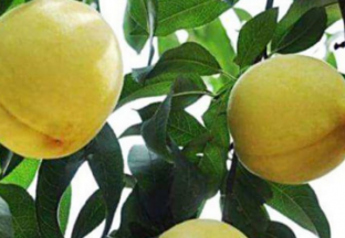 河北卢龙县：黄桃飘香 ()