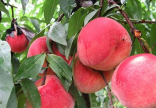 上海南汇水蜜桃发展迅速 ()