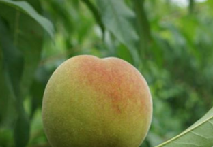 湖北恩施州：从一个桃子到一项产业 成功带领村民致富 ()