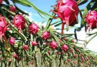 贵州罗甸县：多举措强化水果产业发展 ()