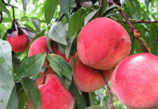 上海南汇：创新引领蜜桃产业快速发展 ()