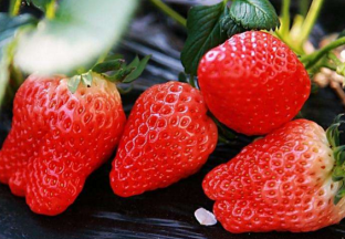 扬州沙头镇：草莓引爆财富热点 ()