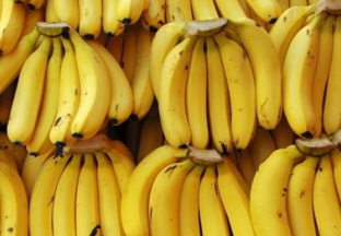 上海崇明：地产香蕉有望量产上市 ()