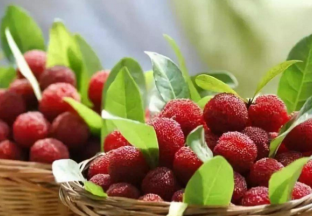 湖南怀化：杨梅收入创出新高 ()