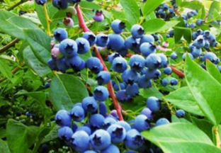 广西柳州：创优质品牌 带动农业发展 ()