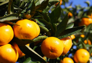 广西柳江：瞄准市场需求 选好优质品种 ()