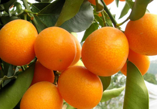 广西桂林：上半年水果产量再创新高 ()