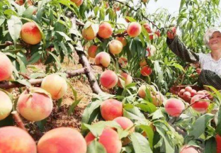 江苏泗阳：生态桃走红上海 ()