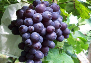 上海：葡萄新品“申华”上市 ()