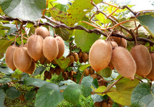 湖北宜昌：猕猴桃产业稳定发展 ()