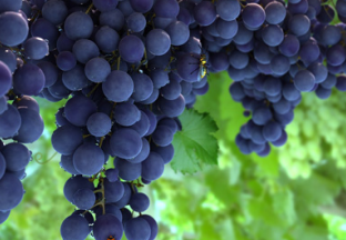 海南白沙：小葡萄引导百姓致富路 ()