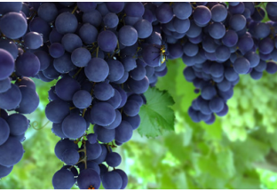 海南白沙：葡萄铺就脱贫路 ()