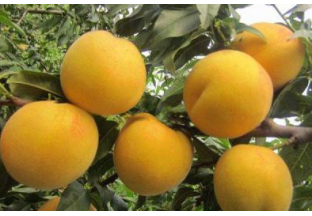 山东临沂：桃子价格同比去年偏高 ()