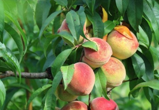 贵州镇宁桃源村：艳红桃丰产又丰收 ()