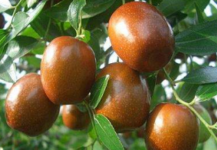 湖南衡阳：冬枣带动百姓脱贫 ()