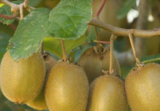 贵州百色：乐业猕猴桃即将上色 ()