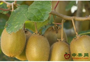 贵州百色：乐业猕猴桃即将上色 ()