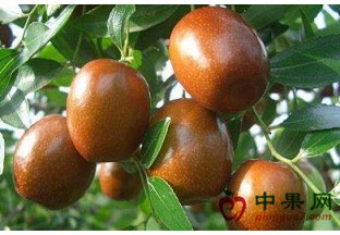 湖南衡阳：冬枣带动百姓脱贫 ()