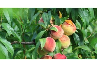 贵州镇宁桃源村：艳红桃丰产又丰收 ()