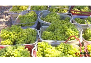 新疆鄯善县：葡萄成熟引客来 ()