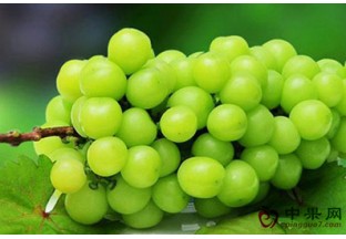 上海：“阳光玫瑰”葡萄畅销 ()