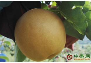 湖南怀化：推动“一乡一品”模式发展 ()