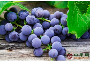 上海嘉定：“葡萄王”再结硕果 ()