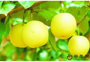 广西龙胜县：富硒梨子成脱贫新产业 ()