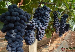 湖北武汉：果农葡萄滞销问题严重 ()