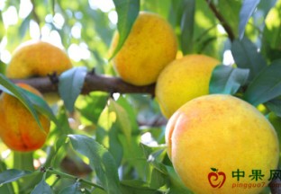 江苏无锡：金丝黄桃抢鲜上市 ()