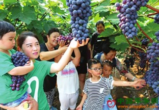 天津：第五届双街葡萄旅游文化节开幕 ()