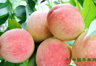 浙江诸暨：打造富民水果产业经济带 ()