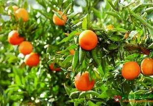 重庆云阳：柑橘丰收、绿化优点多 ()