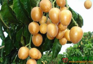 广东云浮：郁南黄皮节隆重开幕 ()