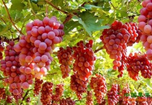 江苏昆山：葡萄成百姓增收新渠道 ()