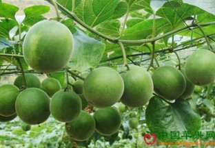 广西永福县：发展罗汉果产业 助力百姓脱贫 ()