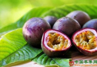 广西柳州：百香果化身致富果 ()