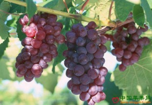 江苏昆山：小葡萄成巴城百姓摇钱果 ()