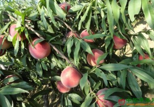 浙江莲都：“2018浙江省十佳桃”荣誉称号花落莲都 ()