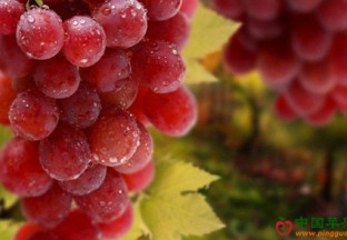 安徽淮南：葡萄获全国优质金奖 ()